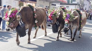 Alpabfahrt Schüpfheim 2392017 [upl. by Nosyd180]