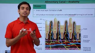 Class 11th – Alimentary Canal – Anatomy  Digestion and Absorption  Tutorials Point [upl. by Eimmat]