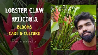 Lobster Claw Heliconia Plant  Culture and Care [upl. by Netsirk]