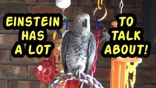 Einstein the Talking Texan Parrot has a lot to talk about [upl. by Mulry694]