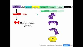 Repressible amp Inducible Operons AP Biology Topic 65 [upl. by Yetta]