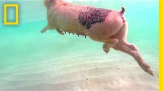 Swimming Pigs Rule This Tropical Island  National Geographic [upl. by Vona207]