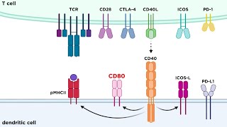 Types of Immune Cell Receptors [upl. by Annat]