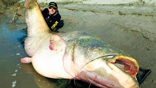 The BIGGEST CATFISH In The World 😱 [upl. by Liza]