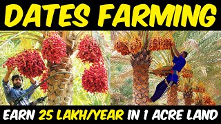 Dates Farming  Date Palm Cultivation  Planting Harvesting amp Processing [upl. by Anerac]