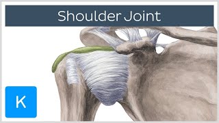 Shoulder joint Movements bones and muscles  Human Anatomy  Kenhub [upl. by Nahtaoj]