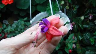 How to grow fuchsia plants indoors [upl. by Derzon]