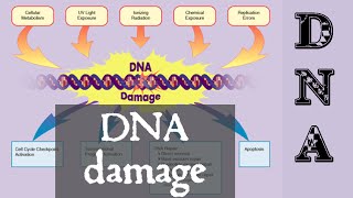 DNA damage and repair  DNA damage response [upl. by Lanuk617]