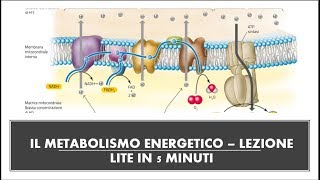 Glicolisi ciclo di Krebs Fermentazione video RIASSUNTIVO [upl. by Pussej]