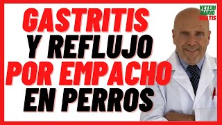 Gastritis y Reflujo por Empacho o Indigestión en Perros Síntomas 🔴 Tratamiento Omeprazol Sucralfato [upl. by Bumgardner]