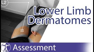 Dermatomes Lower Limb  Peripheral Neurological Examination [upl. by Eidak]