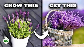 5 Tips to Grow Perfect Lavender [upl. by Iolanthe]