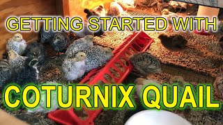 GETTING STARTED WITH COTURNIX QUAIL  A Beginners Guide [upl. by Kloman594]