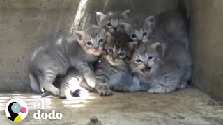 Gatitos son rescatados de una alcantarilla  El Dodo [upl. by Aceissej]