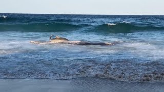 Shark Attack Capital of the World  SharkFest [upl. by Pevzner]