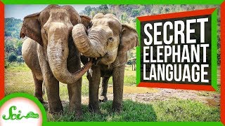 The Secret Language of Elephants [upl. by Hadden]