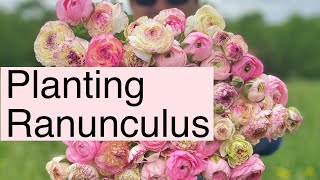 How To Plant Ranunculus  PepperHarrow Farm [upl. by Susannah]