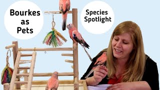 Rosey Bourke Parakeets as Pets Species Spotlight [upl. by Enywtna]