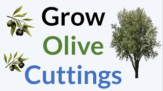 How To Propagate Olive Tree [upl. by Ydnamron]