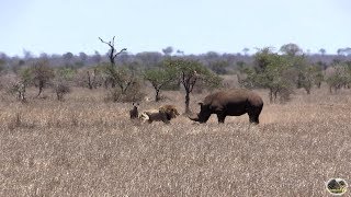 Rhino vs Lion  Who Is The Boss [upl. by Jesselyn]