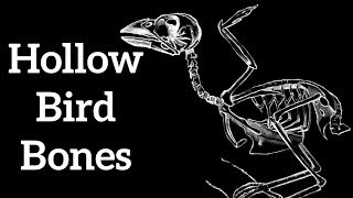 Hollow Bird Bones  Adaptations for Flight [upl. by Niemad]