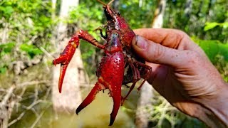 2500 mile Fishing Adventure  PART 3 Fishing Louisiana Catfish Frogs and Crawfish [upl. by Eenert347]