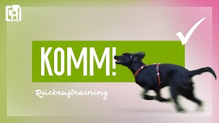 Rückruftraining  ein bombenfestes KOMM beibringen [upl. by Gruchot662]