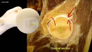 Fascia of the neck anatomy [upl. by Dilisio409]