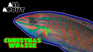 All About The Christmas Wrasse [upl. by Iruam]