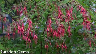 Hardy Fuchsia Fuchsia magellanica [upl. by Horowitz]