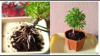 How To Grow Aralia From Cutting  Fusion Of Multiple Branch Cutting In Aralia amp its Repotting [upl. by Ezarra650]