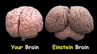 Your Brain vs Einstein’s Brain [upl. by Edmonda182]