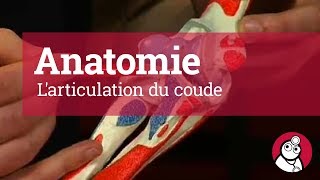 Anatomie Larticulation du coude [upl. by Ahcire]