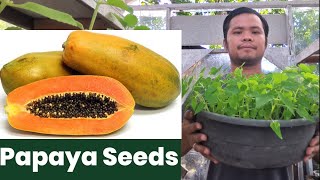 HOW TO PLANT PAPAYA SEEDS  Lets Dong it [upl. by Ynaffyt]