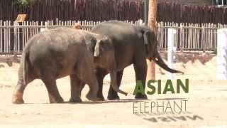 All About Asian Elephants [upl. by Clevie]