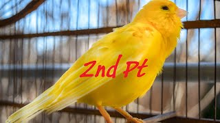 The Ultimate Canary singing video from a legend  Powerful canary training song Pt2 [upl. by Ainecey]