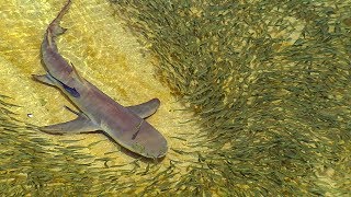 How to find SHARK TEETH FOSSILS at the beach [upl. by Pillyhp]