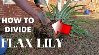 How to Divide a Flax Lily [upl. by Merrilee]