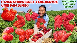 PANEN STRAWBERRY UNIK DAN JUMBO BANYAK BANGET [upl. by Ocnarf]