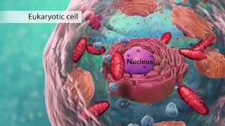 Biology Cell Structure I Nucleus Medical Media [upl. by Adnamor]