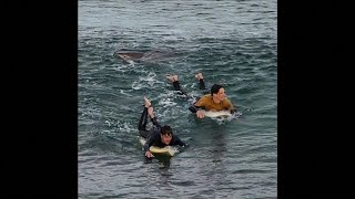 Caught on Camera Shark bites surfers leg in Australia [upl. by Demeter342]