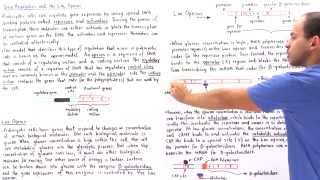 Gene Regulation and the Lac Operon [upl. by Atiram]