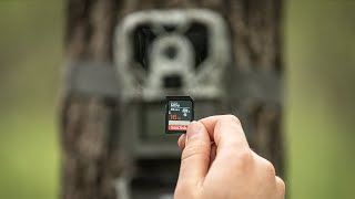 Avoid These 5 SD Card Trail Camera Mistakes [upl. by Gnilyam]