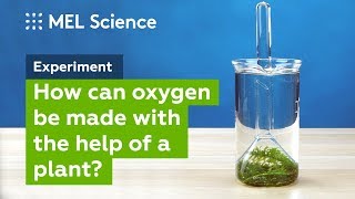 quotPhotosynthesisquot experiment How to make oxygen at home [upl. by Duax]