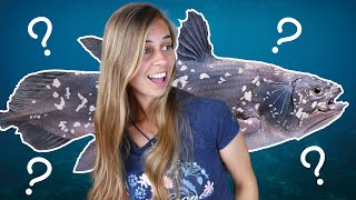 The Fish That Came Back From The Dead  Coelacanth a living fossil [upl. by Grannia]