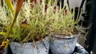 Drosera indica  The Indian Sundew Carnivorous Plant [upl. by Ettedranreb]