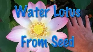 Starting Water Lotus from Seed [upl. by Dorrej595]