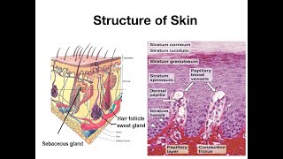 Structure of skin [upl. by Anavi]