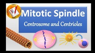 Spindle Centrosome centrioles chromosomal segregation [upl. by Conover877]