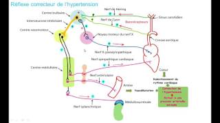 la regulation de la pression arterielle 4 hypertension [upl. by Nahsar56]